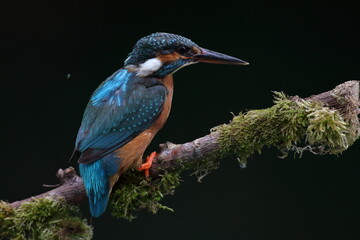 Common Kingfisher