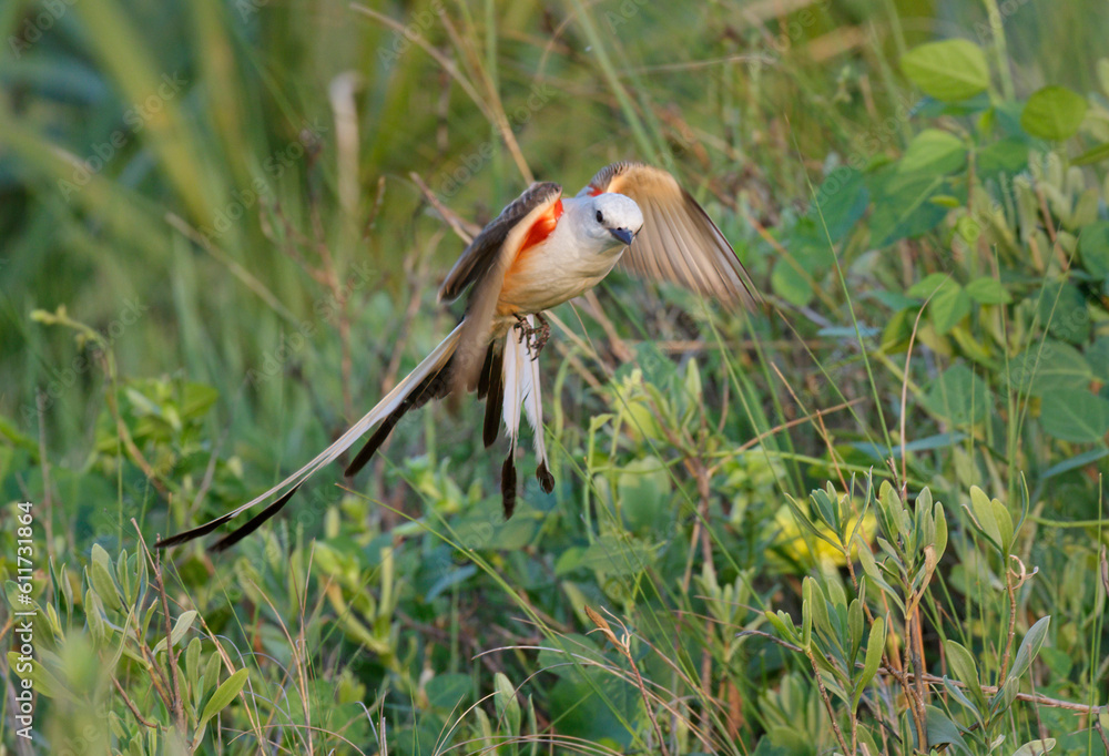 Wall mural scissor-tailed flycatcher (tyrannus forficatus) male flying, galveston, texas, usa.