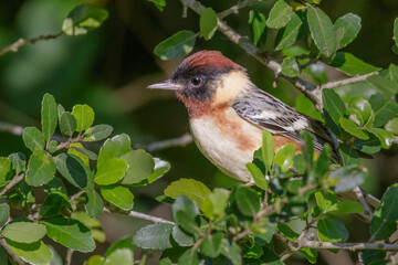 Bay-breasted warbler (Setophaga castanea) during spring migration, Galveston, Texas, USA.