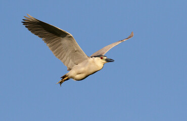 Black-crowned night heron (Nycticorax nycticorax) flying, Houston area, Texas