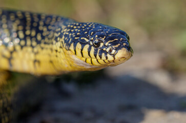 Speckled kingsnake (Lampropeltis holbrooki) close up, Galveston, Texas, USA.