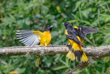 Baltimore oriole (Icterus galbula) males fighting during spring migration, Galveston, Texas, USA.