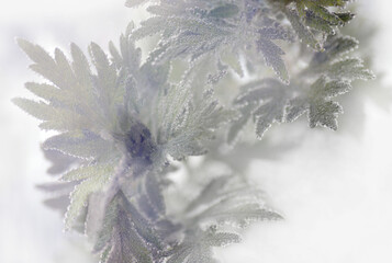 Closeup of decprative leaves with bubbles on light colored background