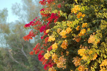 Colorful red and yellow bouganvillea growing side by side in a Spanish street