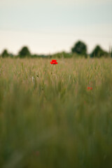 Poppy in grass