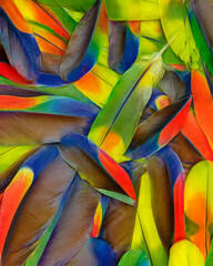 Fototapeta premium Feathers