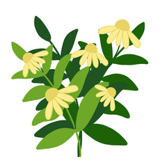 Colorful summer flowers in full bloom Can be used to decorate a variety