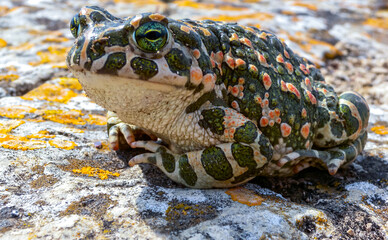 The European green toad (Bufotes viridis), Crimea