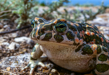 The European green toad (Bufotes viridis), Crimea