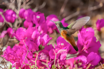 Hummingbird flying over trillium