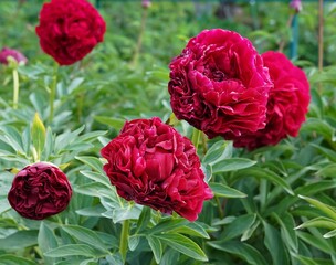 Blooming large burgundy peonies on bushes with green, openwork leaves in the garden
