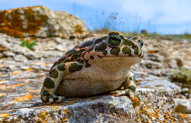 The European green toad (Bufotes viridis), Crimea
