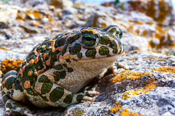 The European green toad (Bufotes viridis), Crimea