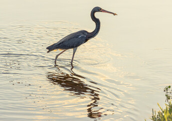 Tri colored Heron fishing at sunset near Orlando, Florida