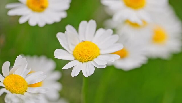 Chamomile flowers on a background of green grass swaying in the wind