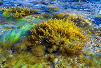 (Laurencia papillosa, Rhodophyta), algae on stones at the water's edge during the surge, western Crimea