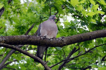 Pigeon bird sitting on a tree in the forest