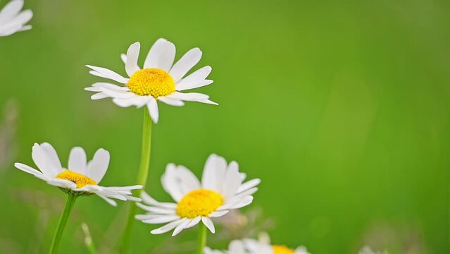 Beautiful chamomile flowers on a green grass background swaying in the wind