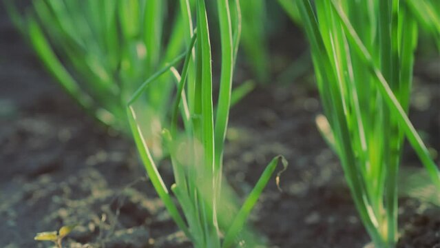 Onions growing in the vegetable garden. Close-up of green onions.