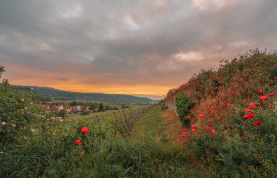 Mohnblumen in der Pfalz