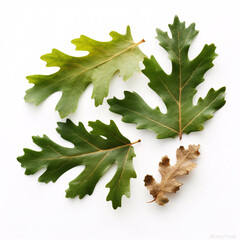 oak leaves and acorns isolated. Generative AI