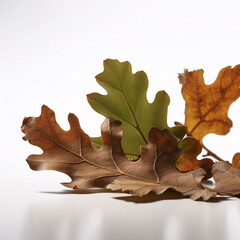 oak leaves on a white background. Generative AI