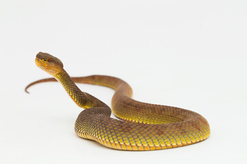 Trimeresurus purpureomaculatus mangrove pit viper snake or shore pit viper isolated on white background
