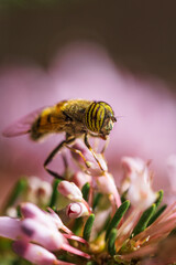 Mosca de las flores o Mosca tigre. Parecida a la abeja (mimetismo Batesiano) físicamente y también en comportamiento, ya que es un gran polinizador