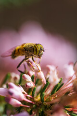 Mosca de las flores o Mosca tigre. Parecida a la abeja (mimetismo Batesiano) físicamente y también en comportamiento, ya que es un gran polinizador