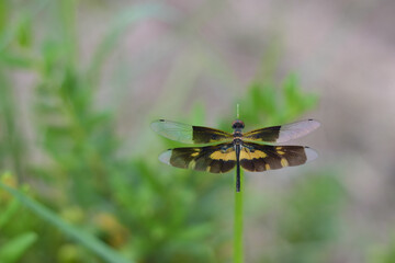 Dragonfly caught on top of the grass in garden, on blurred green grass background.