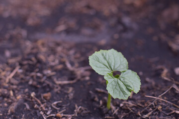 Organic Bitter melon sapling, Bitter Gourd Seedling in Pot on Blur Brown Soil Background