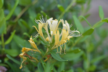 Yellow honeysuckle flowers in the garden, on blurred grass background