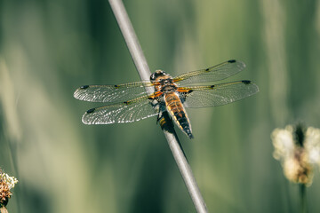 Four-Spotted Chaser Dragonfly