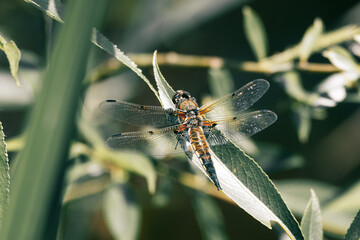 Four-Spotted Chaser Dragonfly