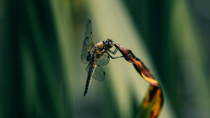 Four-Spotted Chaser Dragonfly