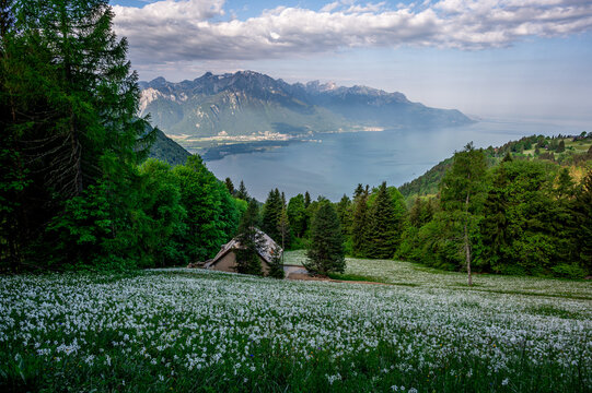 Landscape with mountains and sky. White Daffodils Blooming in spring. Narcissus poeticus. pheasant's eye.