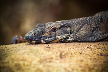 view on a variegated monitor lizard