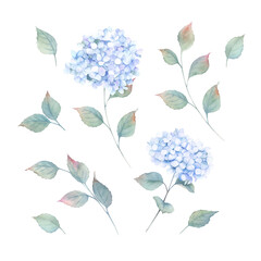 Watercolor hydrangea  set. Botanical design. Hand drawn illustration