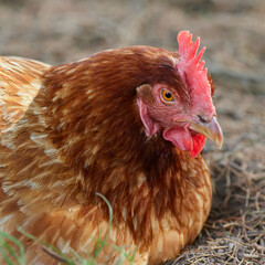 Close up head shot of red brown chicken