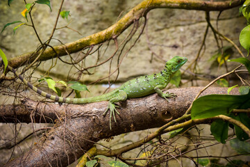 view on a green basil