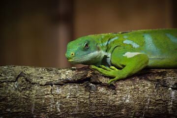 view on a fiji island iguana