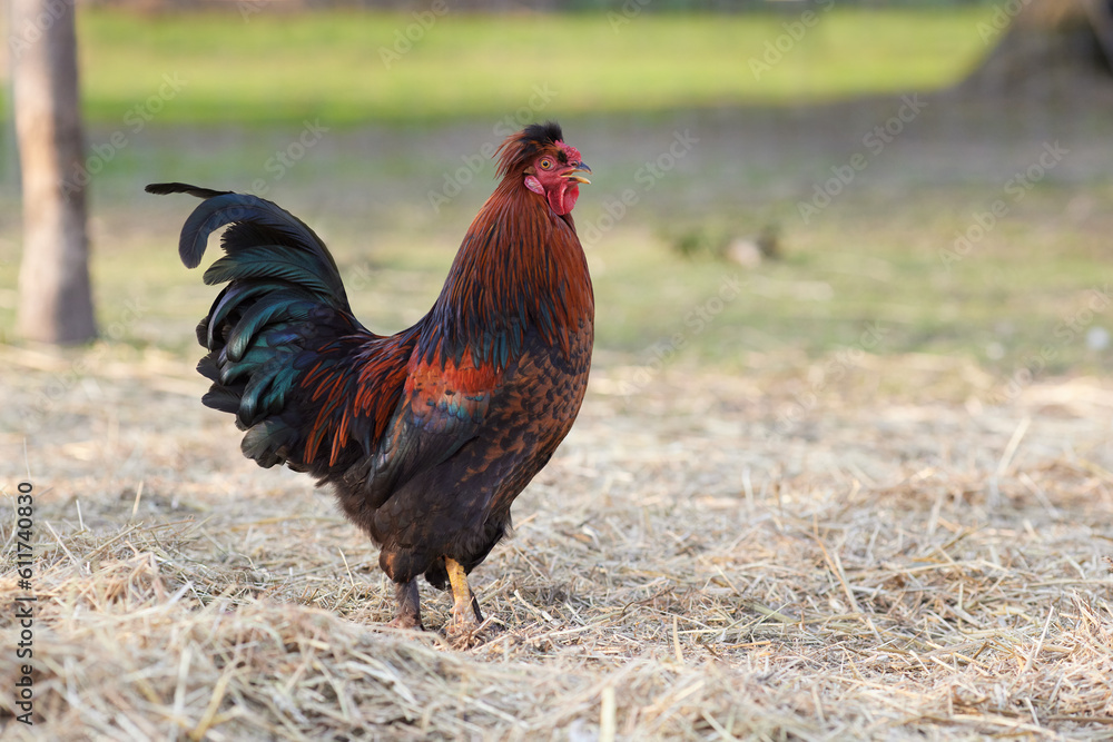 Sticker red brown rooster free in garden