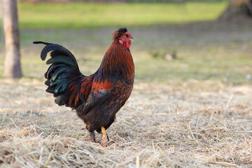 Red brown rooster free in garden