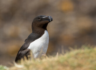Razorbill sea bird on the cliff in the sunshine 