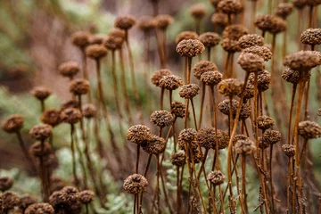 Crowd in the garden © Katarzyna