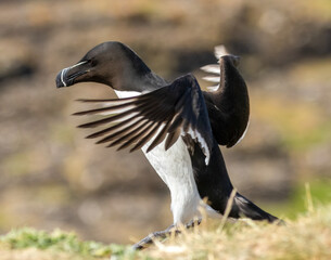 Razorbill seabird coming in to land on the cliff edge with wings out stretched 