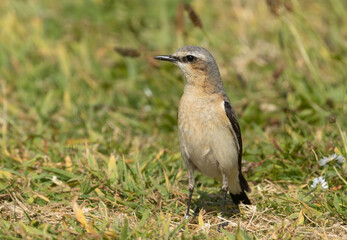 Wheatear summer passerine bird with beautiful plumage in the grass in the sunshine