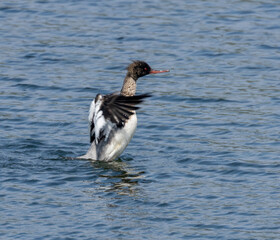 Male goosander water bird bathing in the blue sea