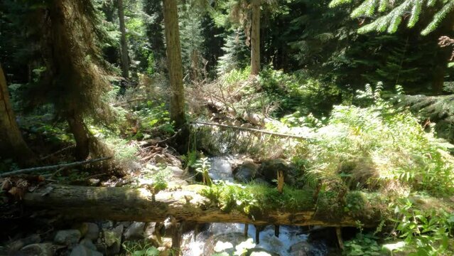 slo-mo mountain woods water cascade with logs and greenery - summertime backpacking or tourism