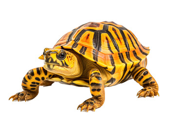 Burmese star turtle , generative artificial intelligence
